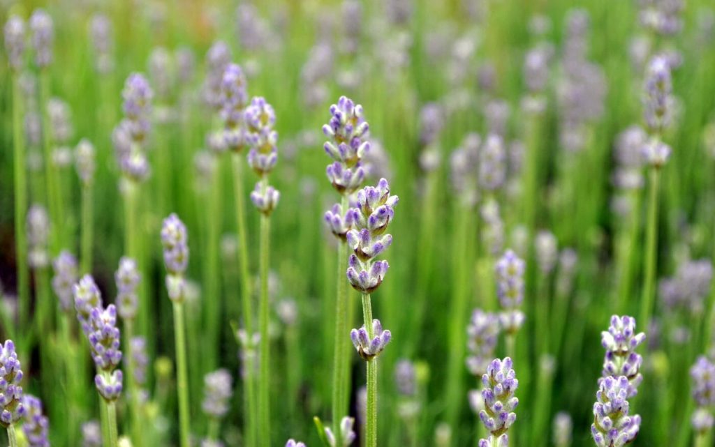 Photo of lavender in a field