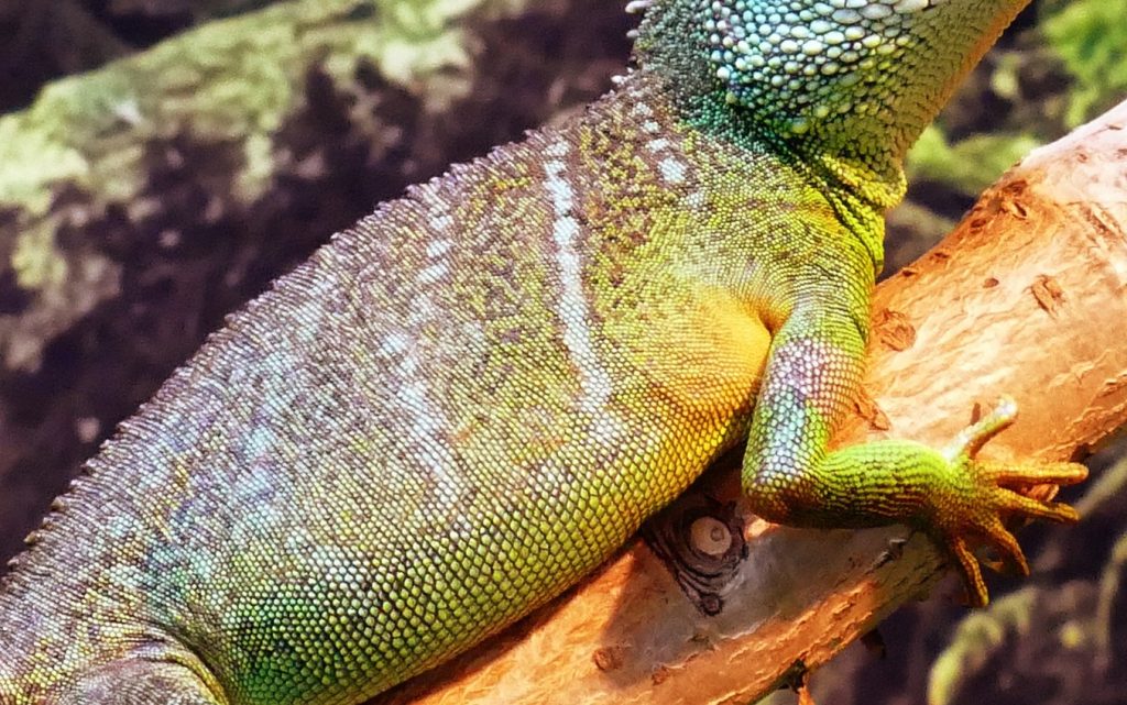 Close-up image of a reptile's skin