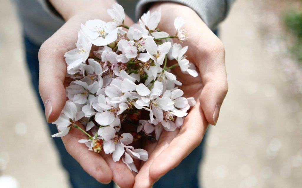 Image of hands receiving or giving flower blossoms