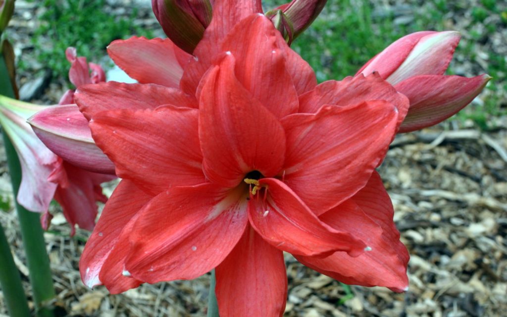 Image of an amaryllis