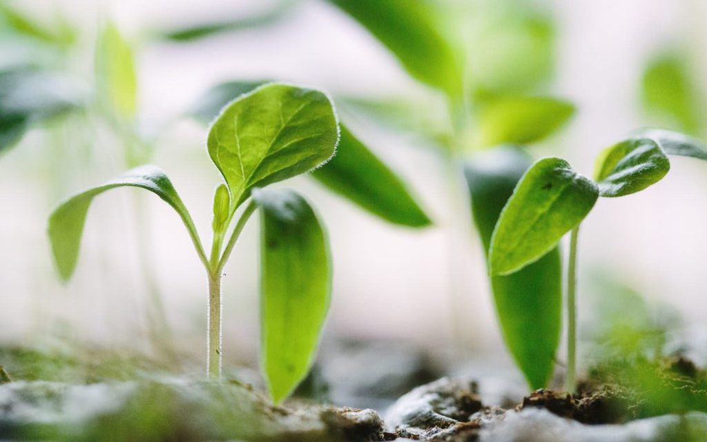 Photo of young plants growing