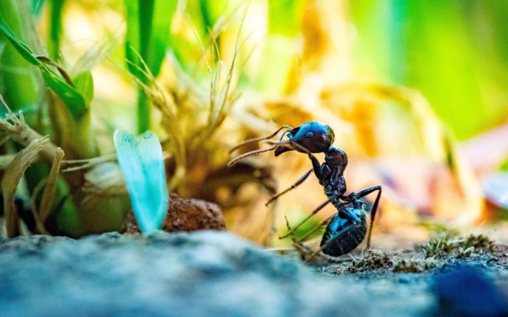 Up-close image of an ant