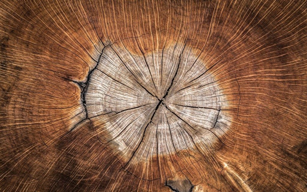 Tree rings