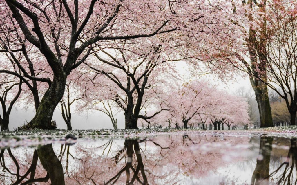 Blossoming trees in spring