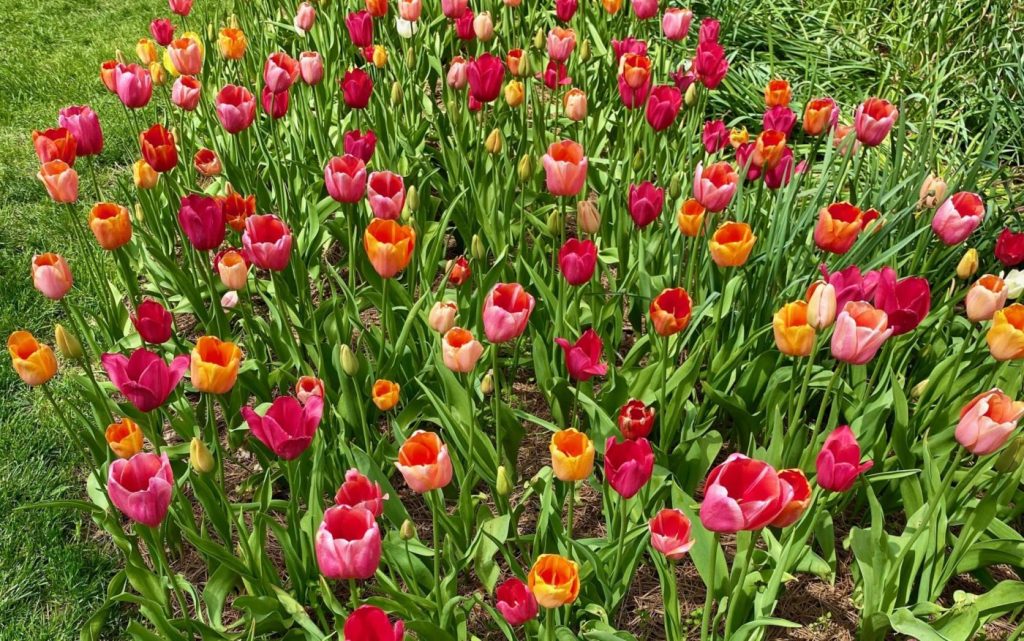 Gibbs Gardens Tulips