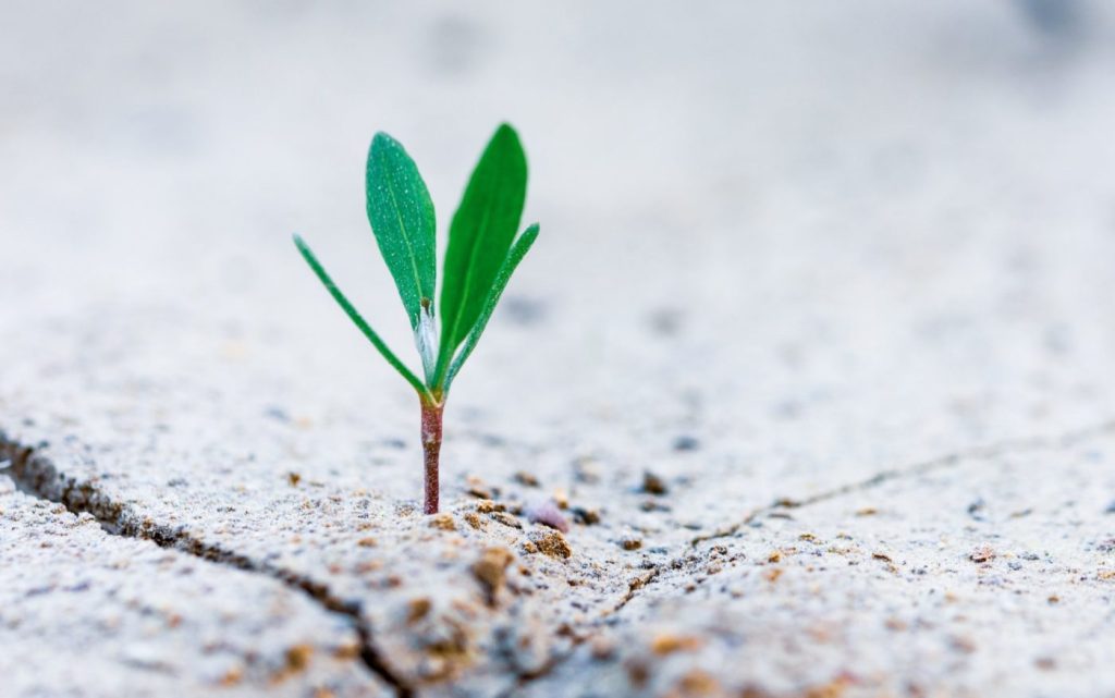 Small plant growing in a desert